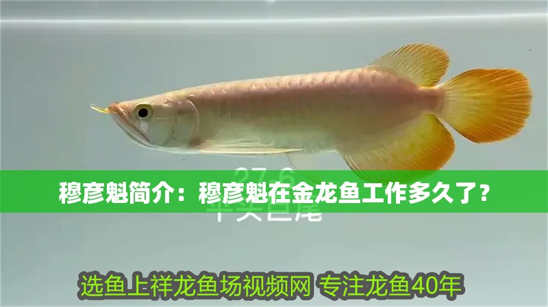 穆彥魁簡介：穆彥魁在金龍魚工作多久了？