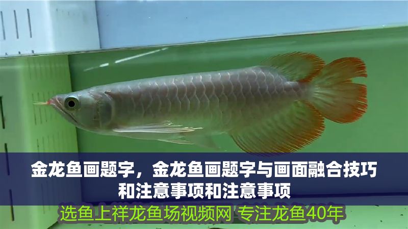 金龍魚畫題字，金龍魚畫題字與畫面融合技巧和注意事項和注意事項 金龍魚畫題字，金龍魚畫題字與畫面融合技巧和注意事項和注意事項 龍魚百科 第2張
