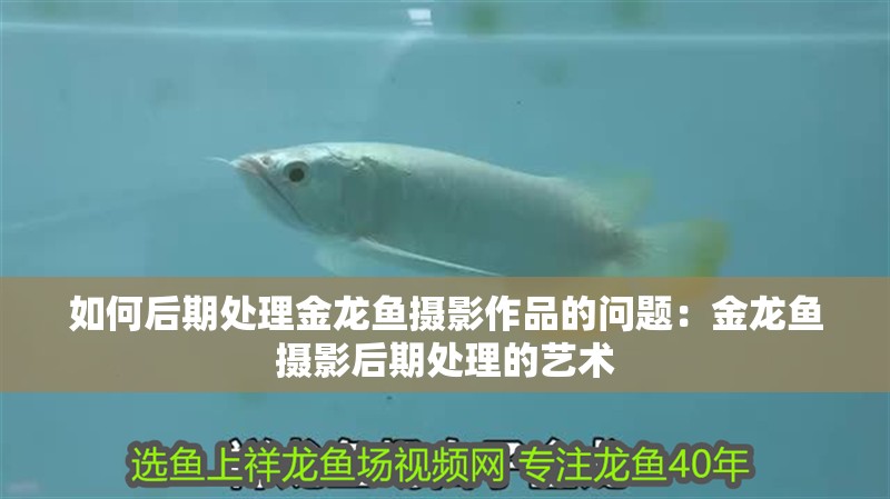 如何后期處理金龍魚攝影作品的問題：金龍魚攝影后期處理的藝術