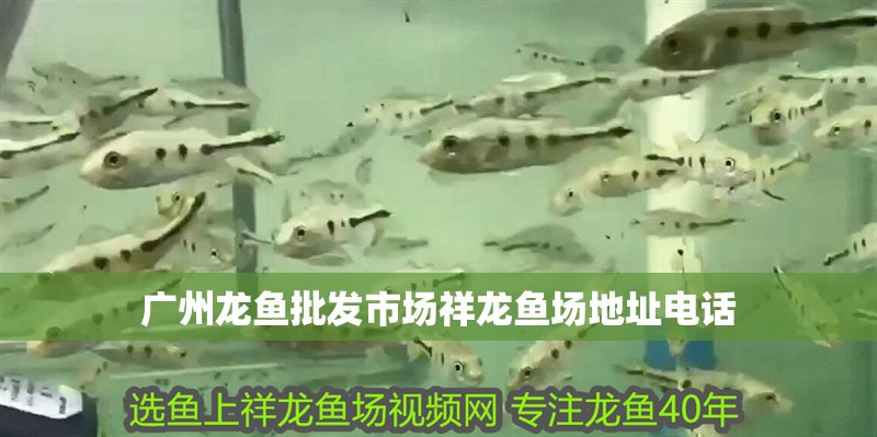 廣州龍魚批發市場祥龍魚場地址電話