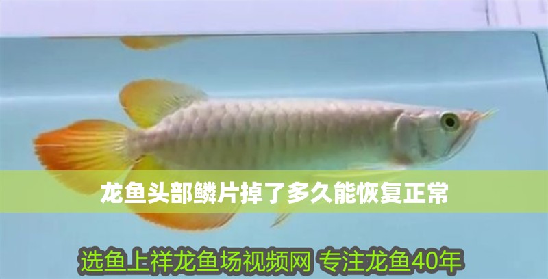 龍魚頭部鱗片掉了多久能恢復正常