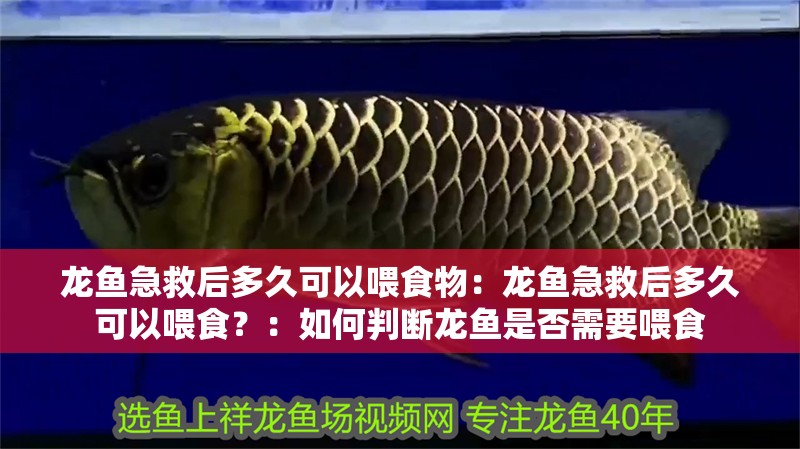 龍魚急救后多久可以喂食物：龍魚急救后多久可以喂食？：如何判斷龍魚是否需要喂食
