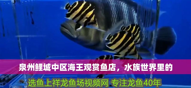 泉州鯉城中區海王觀賞魚店，水族世界里的