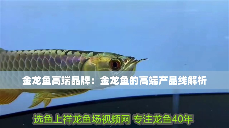 金龍魚高端品牌：金龍魚的高端產(chǎn)品線解析