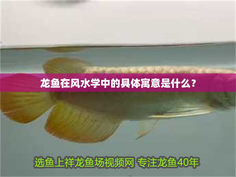 龍魚在風水學中的具體寓意是什么？