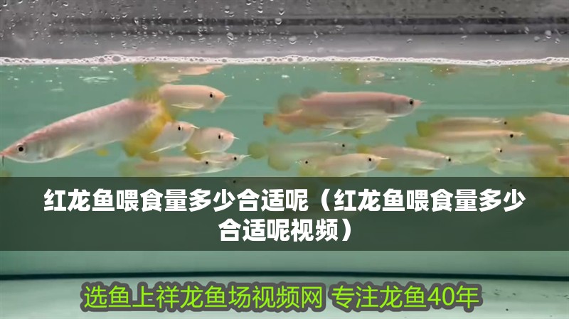 紅龍魚喂食量多少合適呢（紅龍魚喂食量多少合適呢視頻）