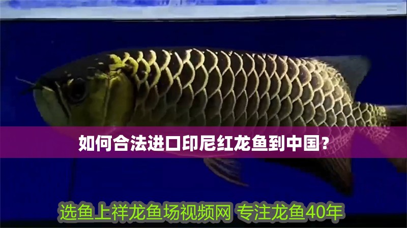 如何合法進(jìn)口印尼紅龍魚到中國？