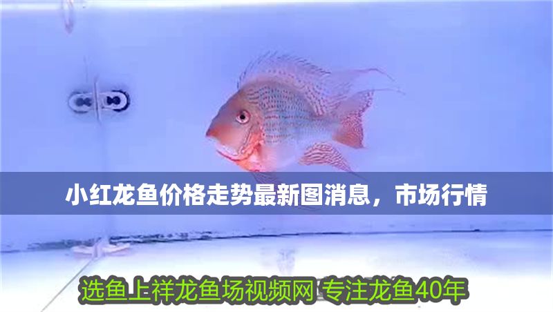 小紅龍魚價(jià)格走勢(shì)最新圖消息，市場(chǎng)行情