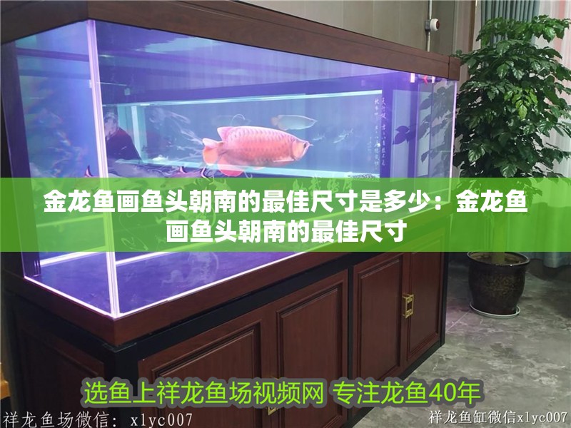 金龍魚畫魚頭朝南的最佳尺寸是多少：金龍魚畫魚頭朝南的最佳尺寸