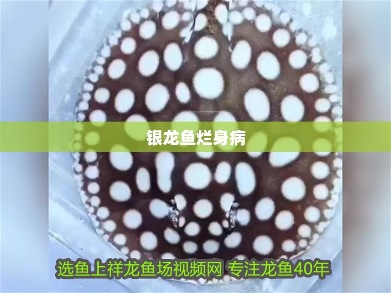 銀龍魚(yú)爛身病