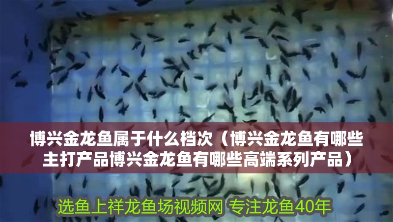 博興金龍魚屬于什么檔次（博興金龍魚有哪些主打產(chǎn)品博興金龍魚有哪些高端系列產(chǎn)品） 博興金龍魚屬于什么檔次（博興金龍魚有哪些主打產(chǎn)品博興金龍魚有哪些高端系列產(chǎn)品） 觀賞魚百科