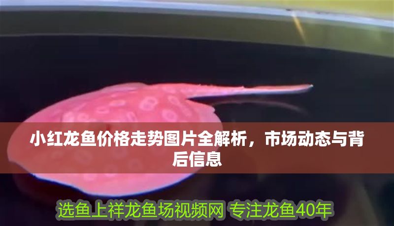 小紅龍魚價(jià)格走勢(shì)圖片全解析，市場(chǎng)動(dòng)態(tài)與背后信息