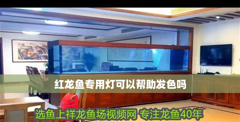 紅龍魚專用燈可以幫助發色嗎