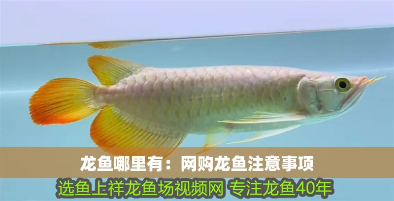 龍魚哪里有：網購龍魚注意事項