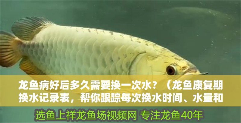 龍魚病好后多久需要換一次水？（龍魚康復期換水記錄表，幫你跟蹤每次換水時間、水量和魚的狀態？）