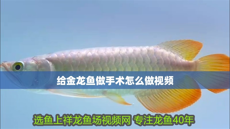 給金龍魚做手術(shù)怎么做視頻