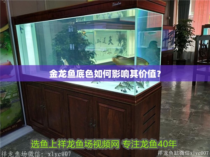 金龍魚底色如何影響其價值？ 金龍魚底色如何影響其價值？ 龍魚百科