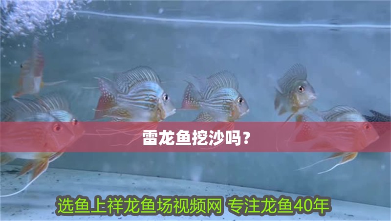 魚缸過濾器選購指南:自制魚缸過濾器魚缸上置過濾器對于養魚愛好者的必備知識 雷龍魚挖沙嗎? 龍魚百科 雷龍魚挖沙嗎? 雷龍魚挖沙嗎? 龍魚百科