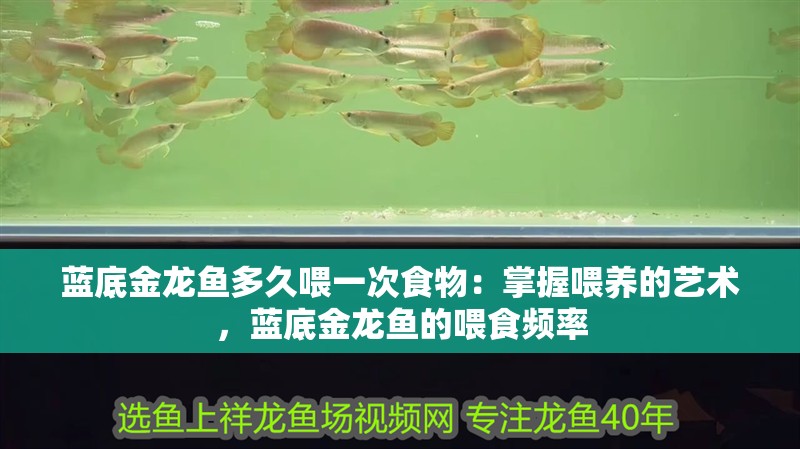 藍底金龍魚多久喂一次食物：掌握喂養的藝術，藍底金龍魚的喂食頻率