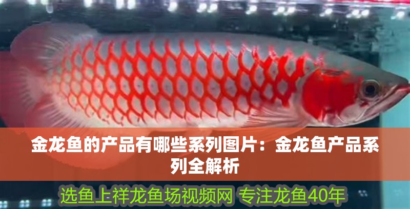 金龍魚的產(chǎn)品有哪些系列圖片：金龍魚產(chǎn)品系列全解析