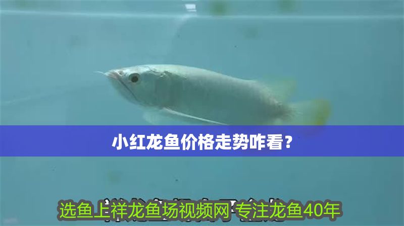 小紅龍魚價(jià)格走勢(shì)咋看？
