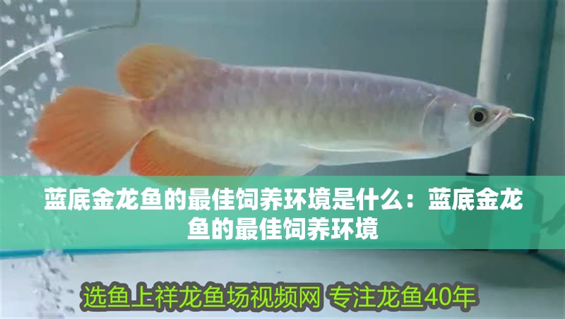 藍底金龍魚的最佳飼養環境是什么：藍底金龍魚的最佳飼養環境