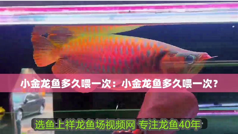 小金龍魚多久喂一次：小金龍魚多久喂一次？