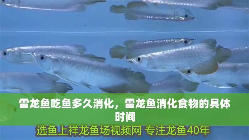雷龍魚吃魚多久消化，雷龍魚消化食物的具體時間 雷龍魚吃魚多久消化，雷龍魚消化食物的具體時間 龍魚百科 第2張