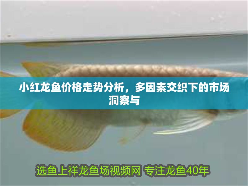 小紅龍魚價格走勢分析，多因素交織下的市場洞察與