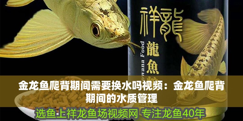 金龍魚爬背期間需要換水嗎視頻：金龍魚爬背期間的水質管理