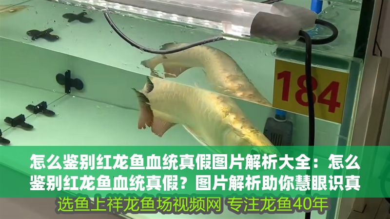 怎么鑒別紅龍魚血統真假圖片解析大全：怎么鑒別紅龍魚血統真假？圖片解析助你慧眼識真