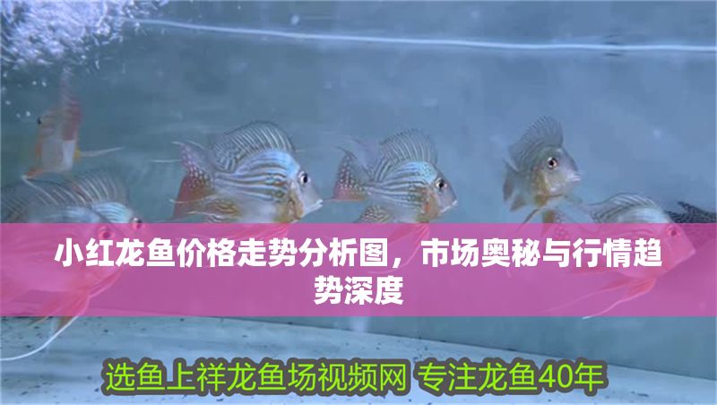 小紅龍魚價格走勢分析圖，市場奧秘與行情趨勢深度