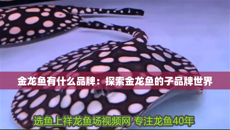 金龍魚有什么品牌：探索金龍魚的子品牌世界