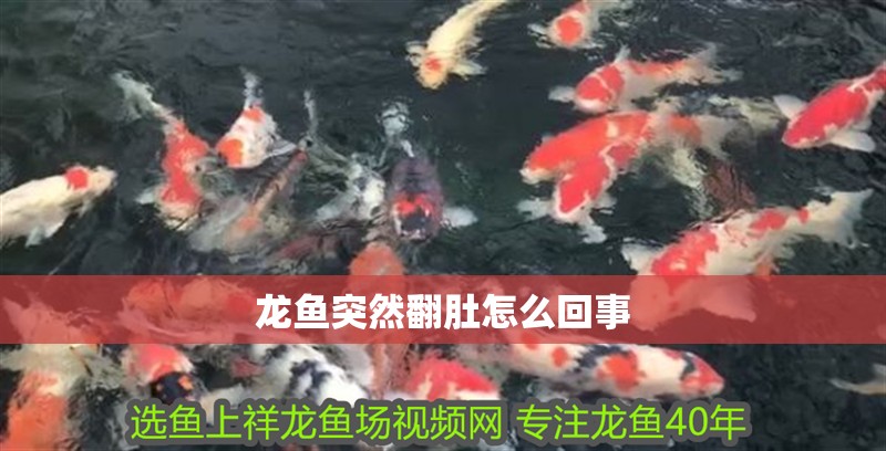 龍魚突然翻肚怎么回事