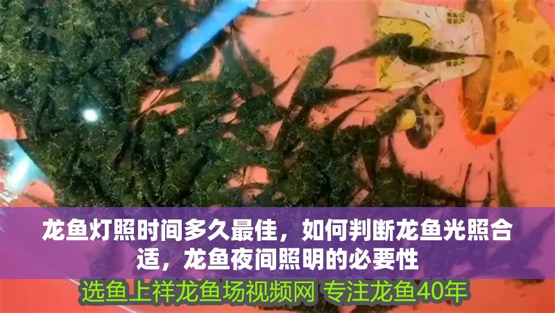 龍魚燈照時(shí)間多久最佳，如何判斷龍魚光照合適，龍魚夜間照明的必要性