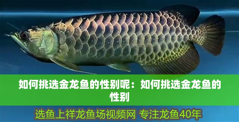 如何挑選金龍魚的性別呢：如何挑選金龍魚的性別
