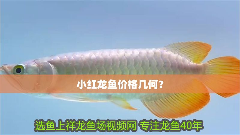 小紅龍魚價格幾何？