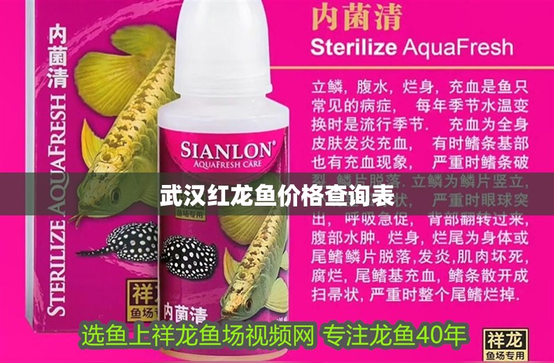 武漢紅龍魚價格查詢表