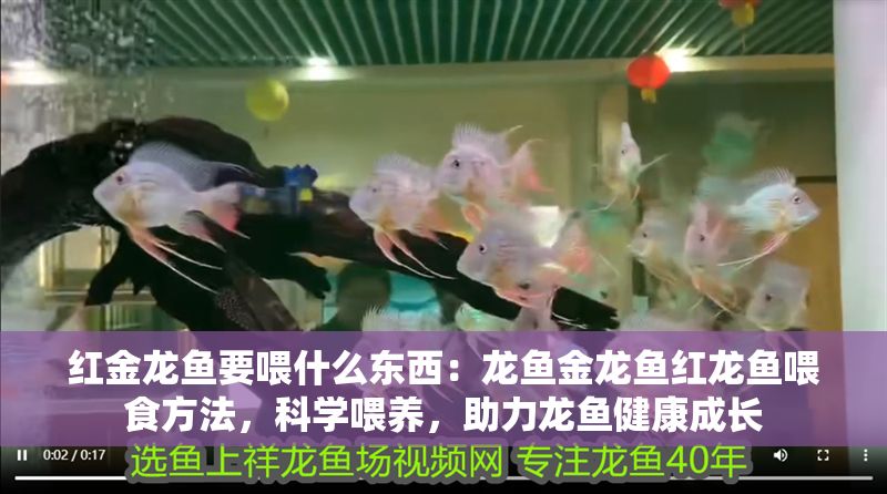 紅金龍魚要喂什么東西：龍魚金龍魚紅龍魚喂食方法，科學喂養，助力龍魚健康成長