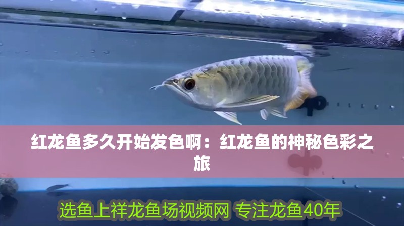 紅龍魚多久開始發(fā)色啊：紅龍魚的神秘色彩之旅