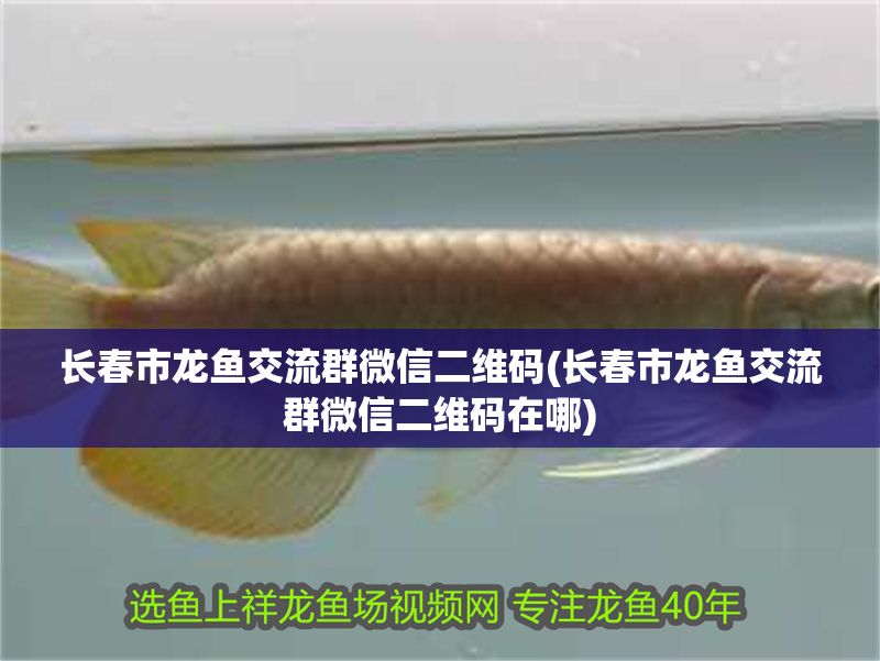 長春市龍魚交流群微信二維碼(長春市龍魚交流群微信二維碼在哪)