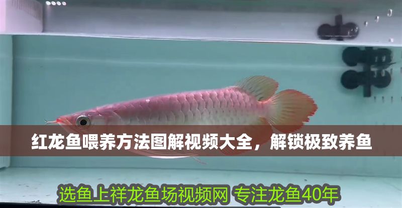 紅龍魚喂養方法圖解視頻大全，解鎖極致養魚