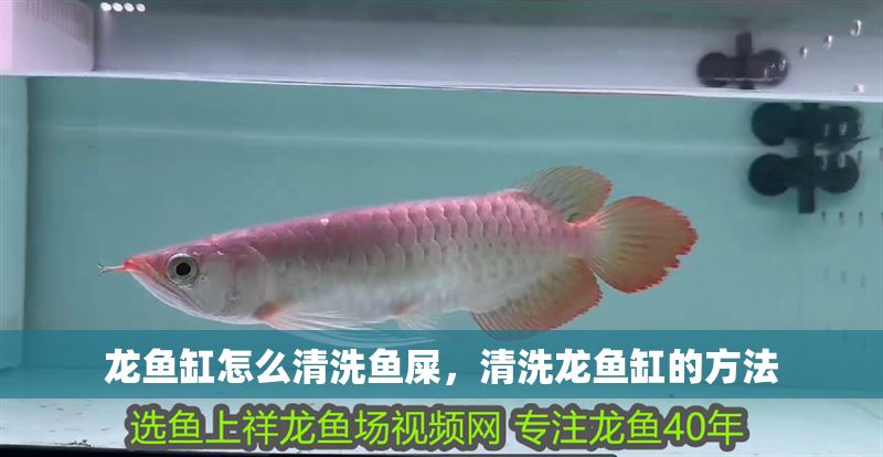 龍魚缸怎么清洗魚屎，清洗龍魚缸的方法