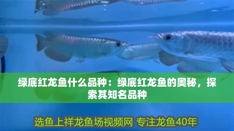 綠底紅龍魚什么品種：綠底紅龍魚的奧秘，探索其知名品種