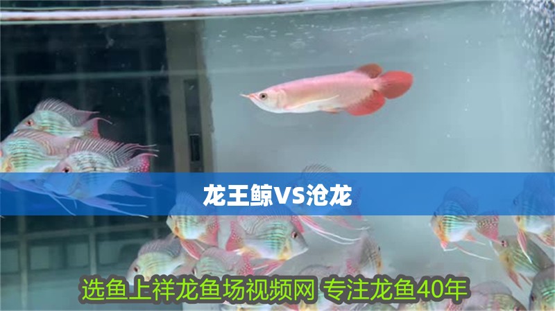 龍王鯨VS滄龍