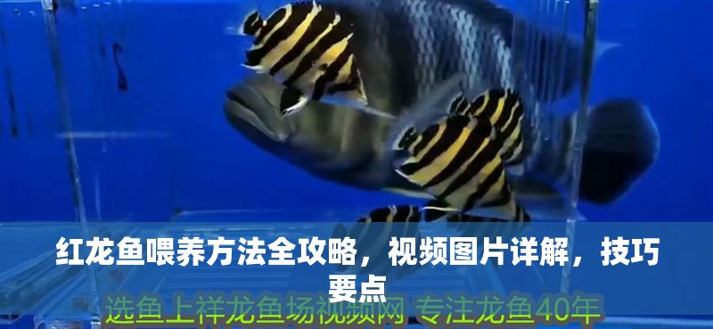 紅龍魚喂養方法全攻略，視頻圖片詳解，技巧要點