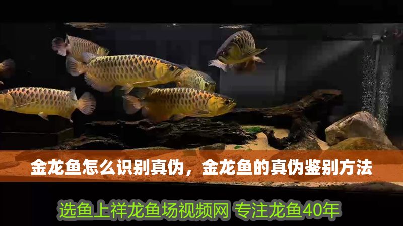 金龍魚怎么識別真偽，金龍魚的真偽鑒別方法