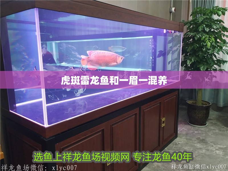 虎斑雷龍魚和一眉一混養 虎斑雷龍魚和一眉一混養 龍魚百科
