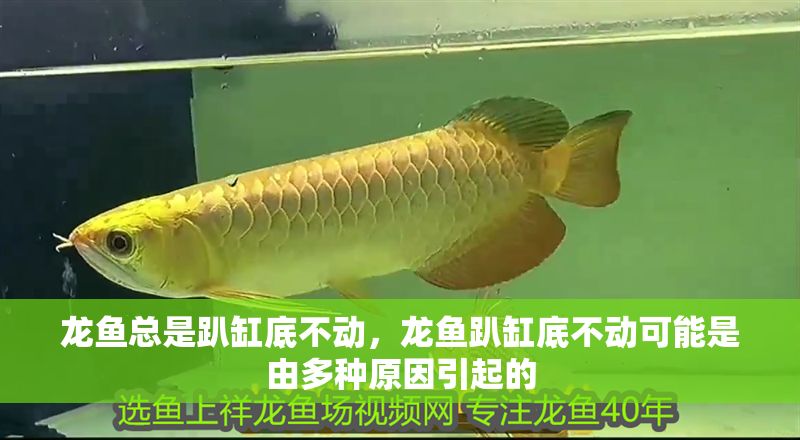 龍魚總是趴缸底不動，龍魚趴缸底不動可能是由多種原因引起的