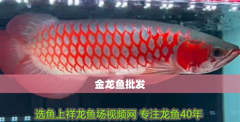 金龍魚批發(fā)